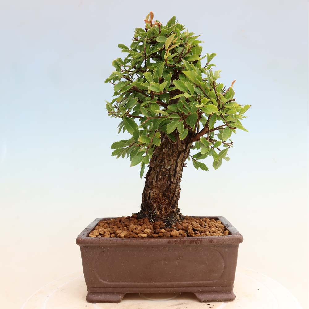 Bonsai da esterno - Zelkova - Zelkova NIRE