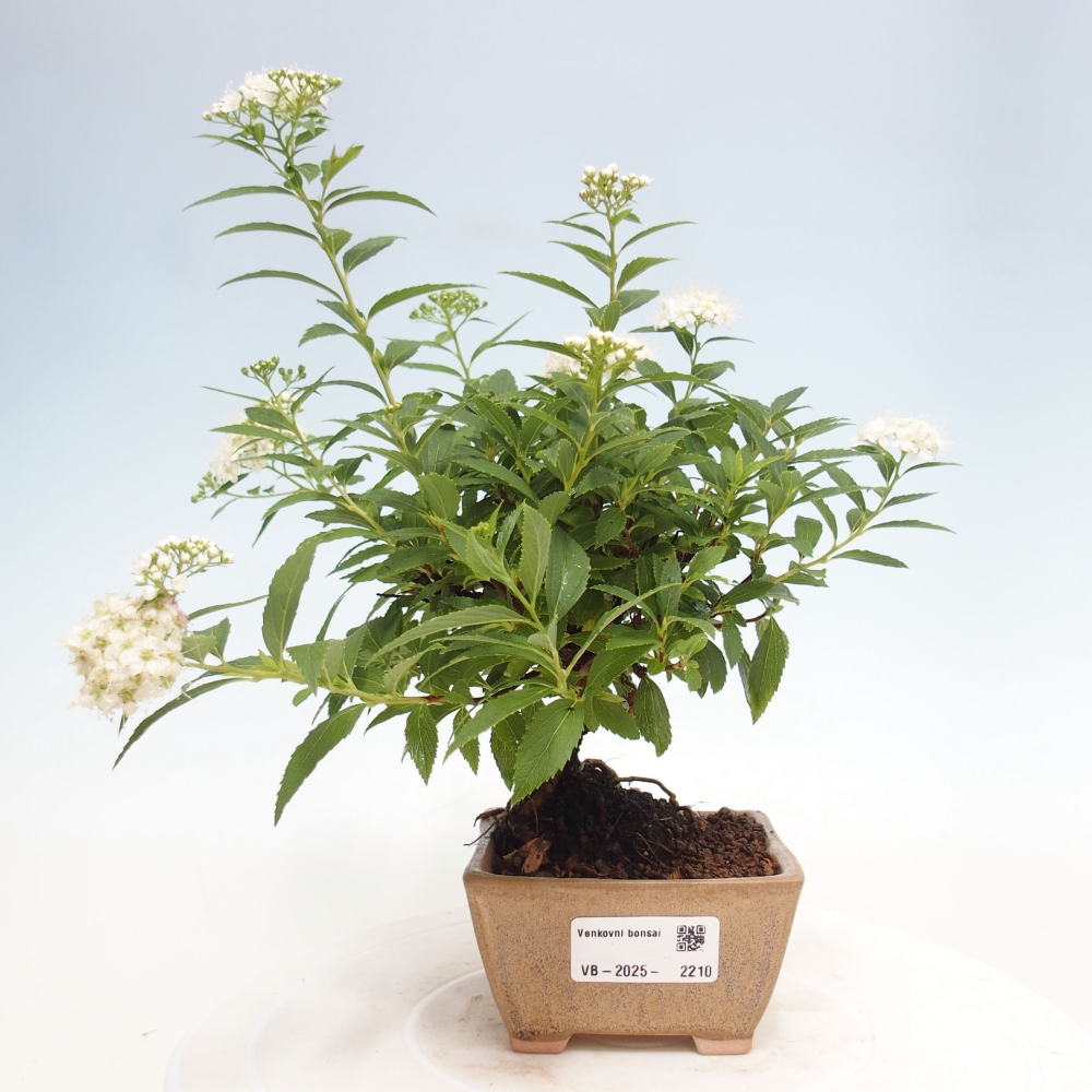 Bonsai da esterno - Spirea japonica GENPSI