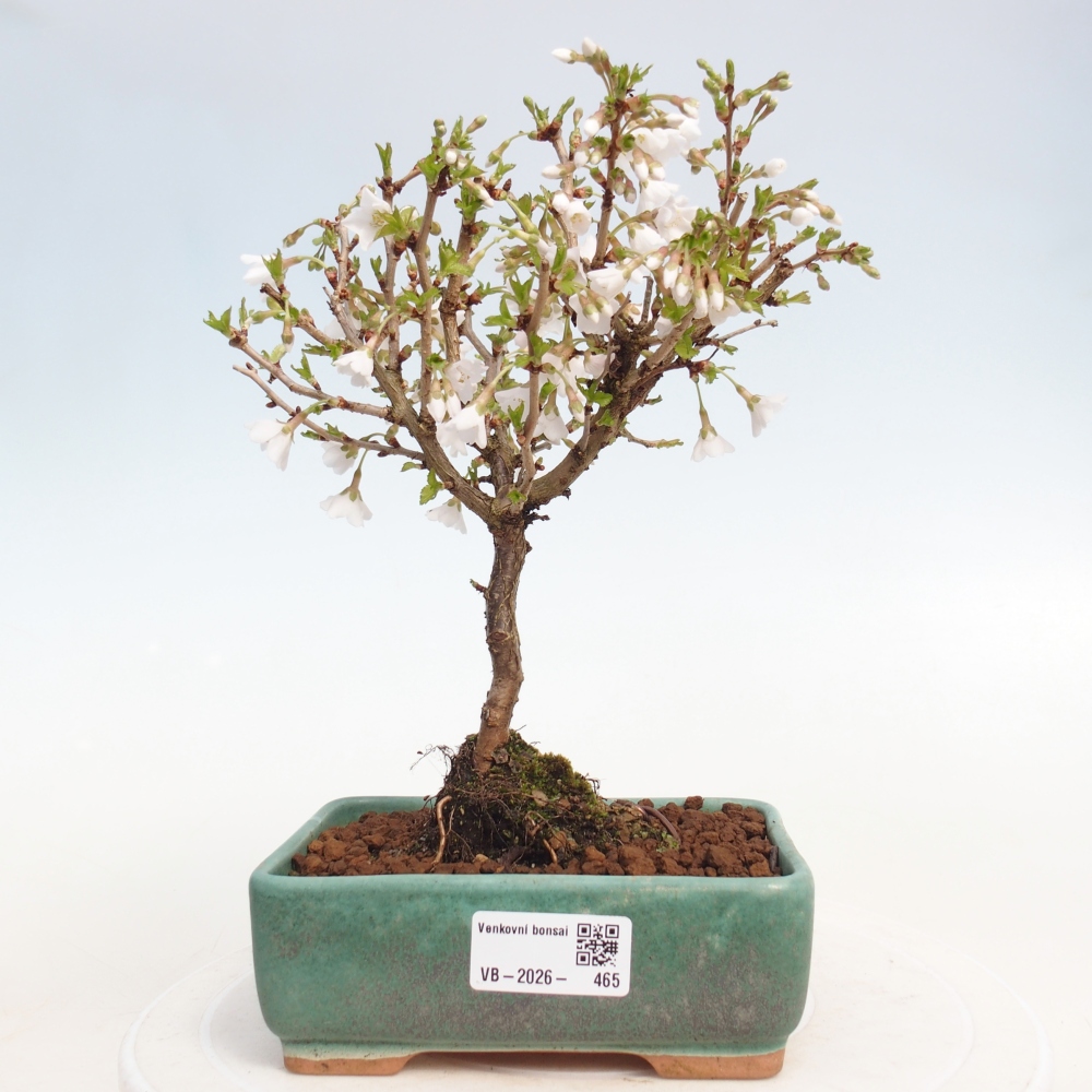 Bonsai da esterno - Prunus incisa Kojou-no mai-Plivon ritagliato