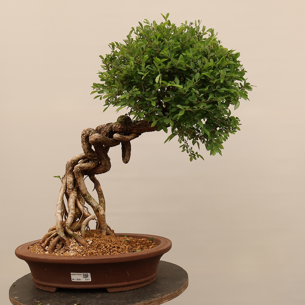 Bonsai da esterno - Zelkova - Zelkova NIRE