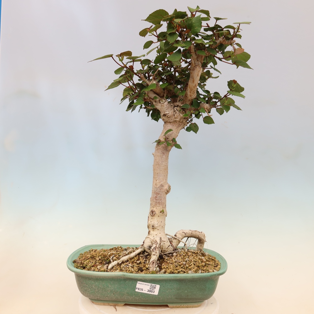 Bonsai da interno - Hibiscus tiliaceus - Ibisco marino