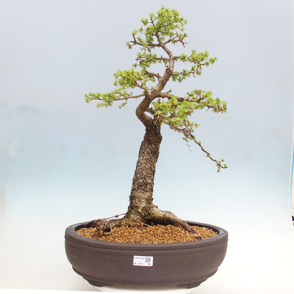 Bonsai da esterno -Larix decidua - Larice - Solo trasporto su pallet