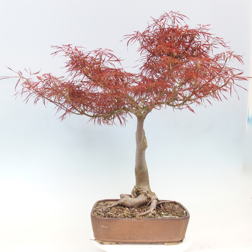 Bonsai da esterno - Acer palmatum RED PYGMY
