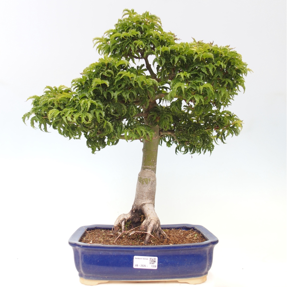 Bonsai da esterno -Palma di Giava Acer palmatum Shishigashira