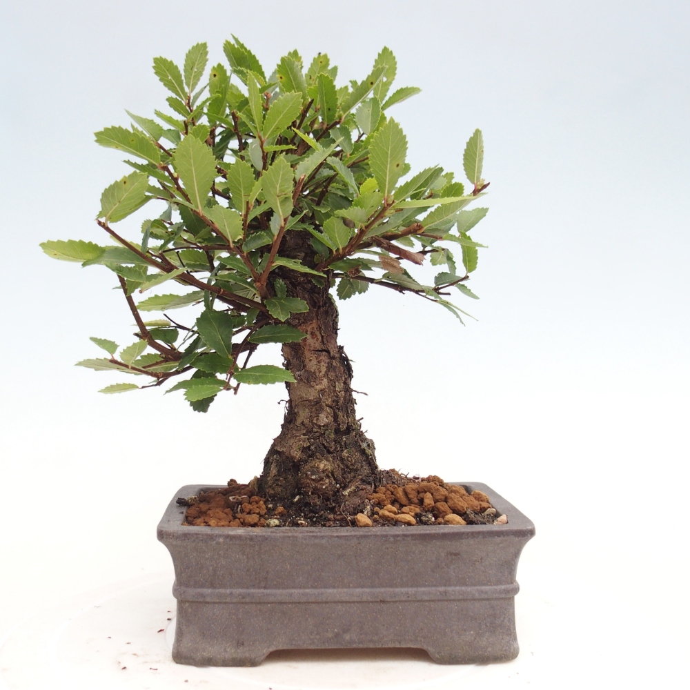 Bonsai da esterno - Zelkova - Zelkova NIRE