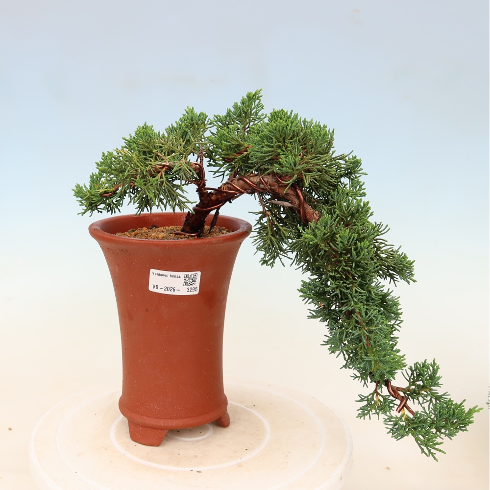 Bonsai da esterno - Juniperus chinensis Kishu
