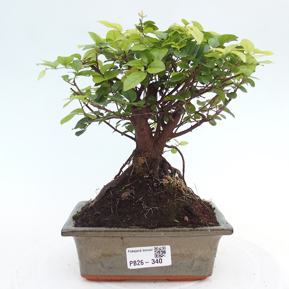 Camera bonsai - Sageretia thea - Sageretia thea