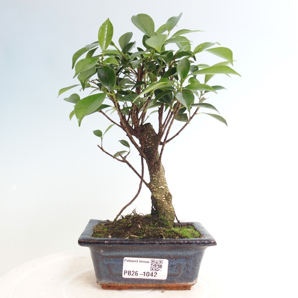 Camera bonsai Ficus retusa kimmen