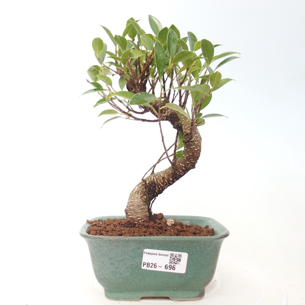 Camera bonsai - Ficus retusa - ficus a foglie piccole