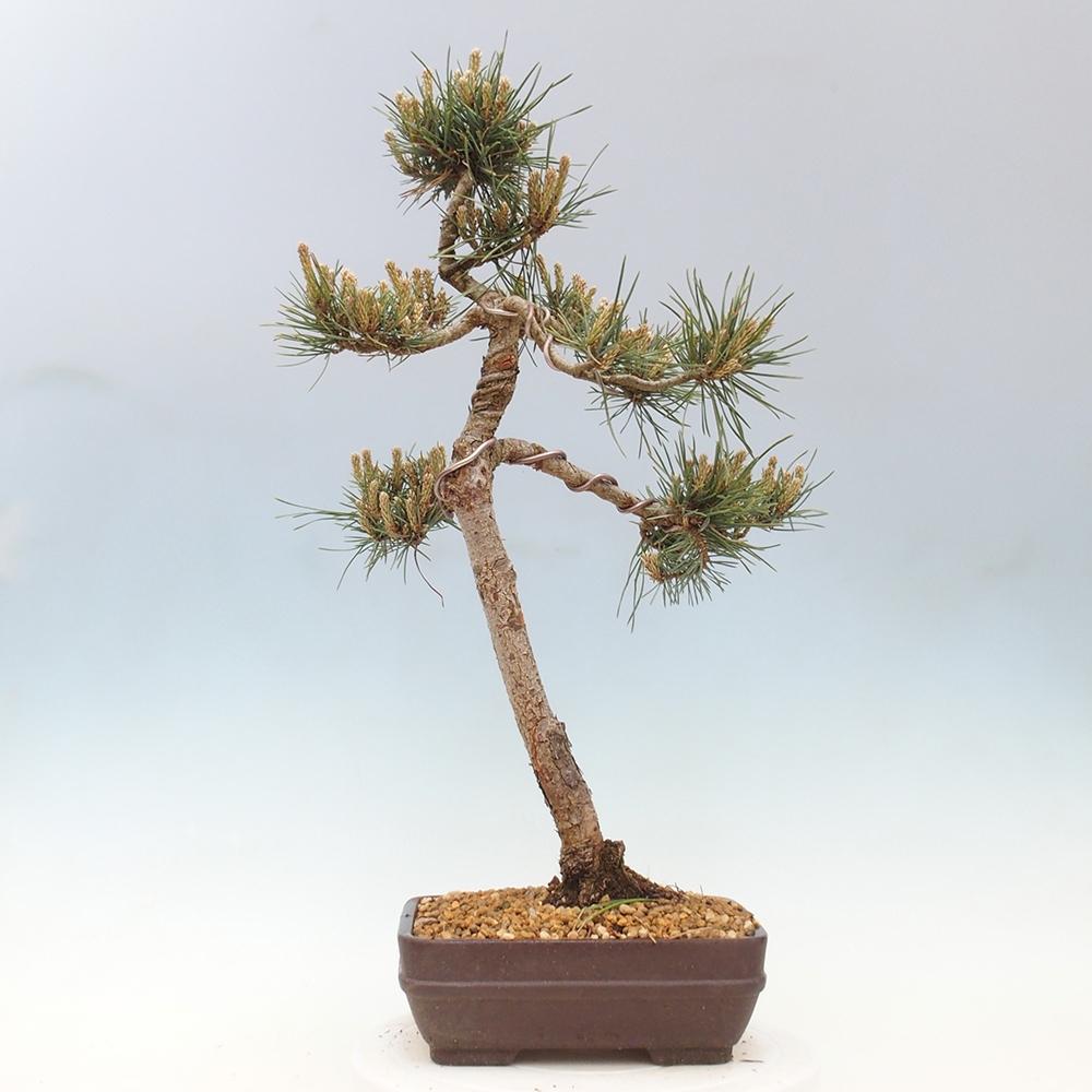 Bonsai da esterno - Pinus Sylvestris Watererri - Pino silvestre