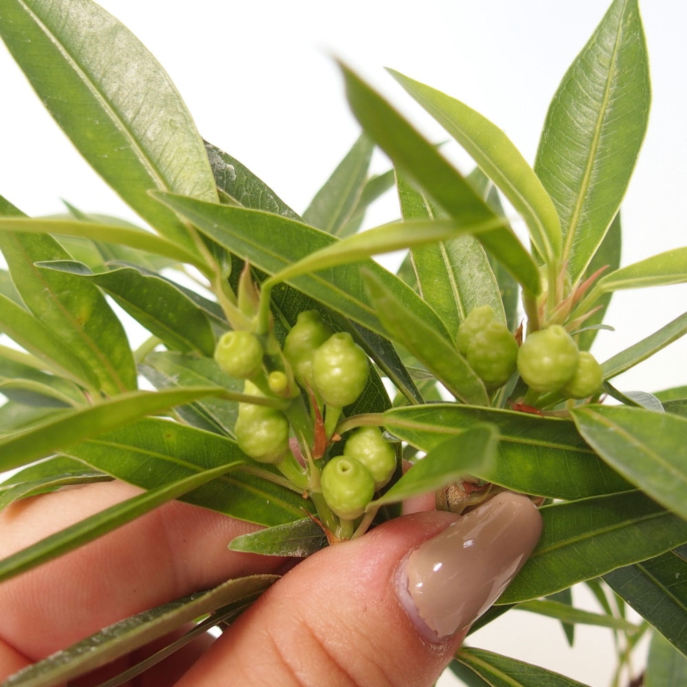 Camera bonsai - Ficus nerifolia - ficus a foglie piccole