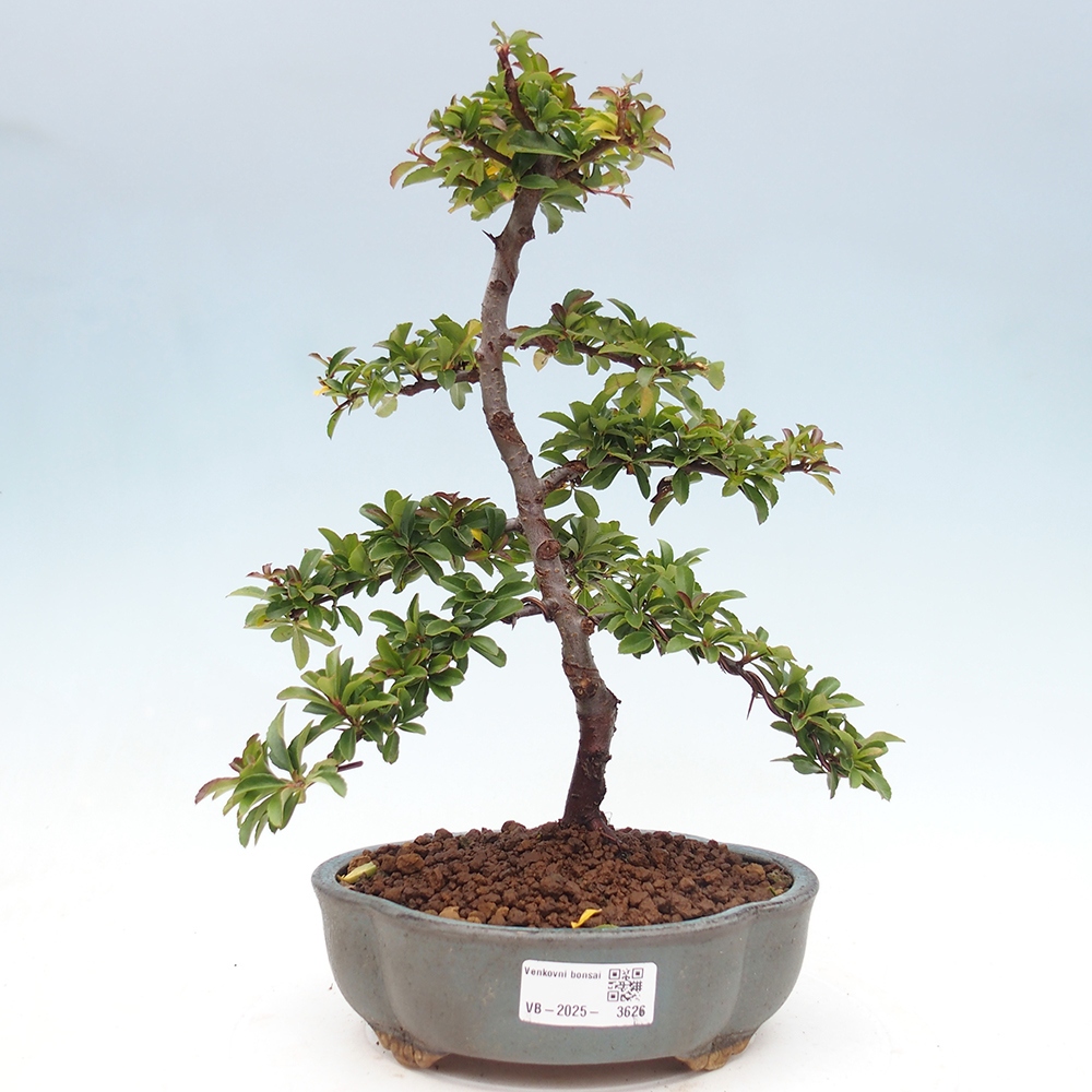 Bonsai da esterno-Pyracantha Teton -Hlox