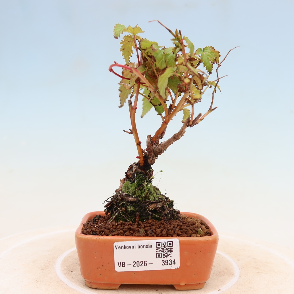 Bonsai da esterno - Stephanandra incisa - Stephanandra incisa