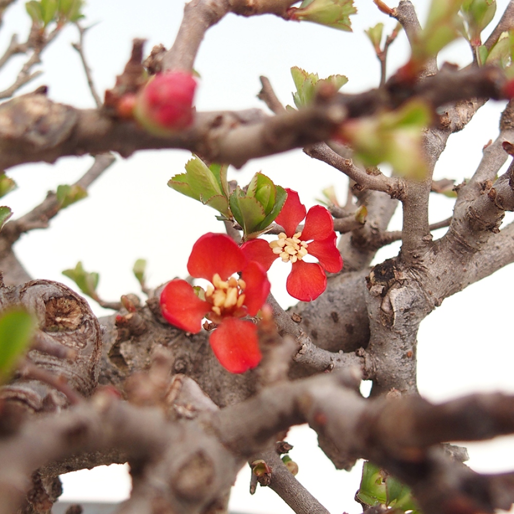 Bonsai da esterno - Chaneomeles speciosa - Cotogno