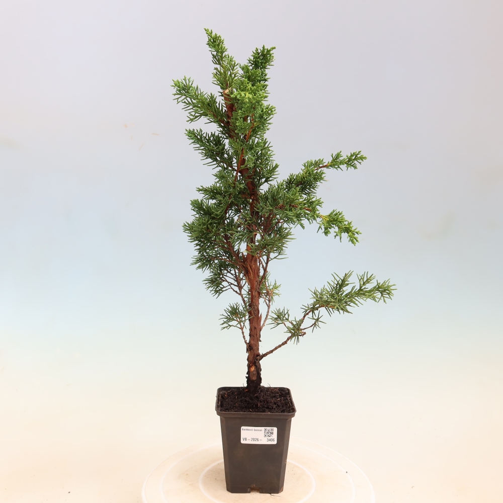 Bonsai da esterno - Juniperus chinensis Kishu