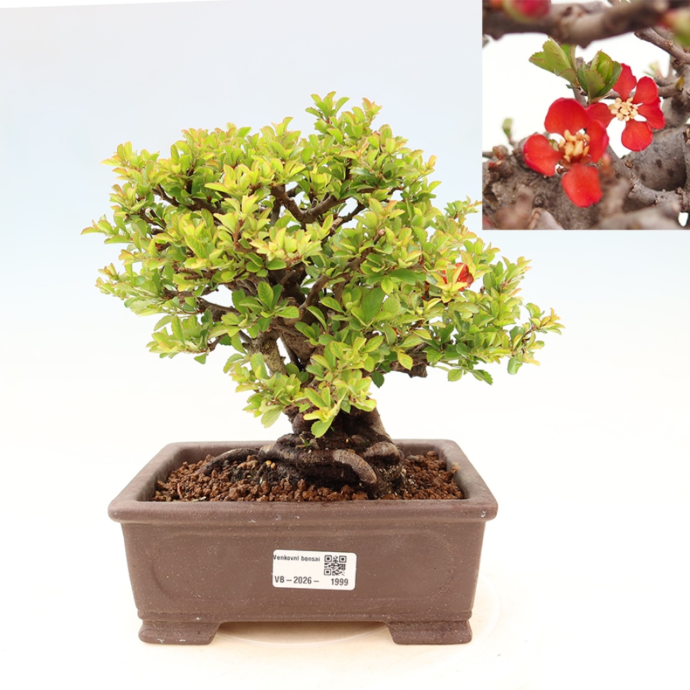 Bonsai da esterno - Chaneomeles speciosa Chojubai
