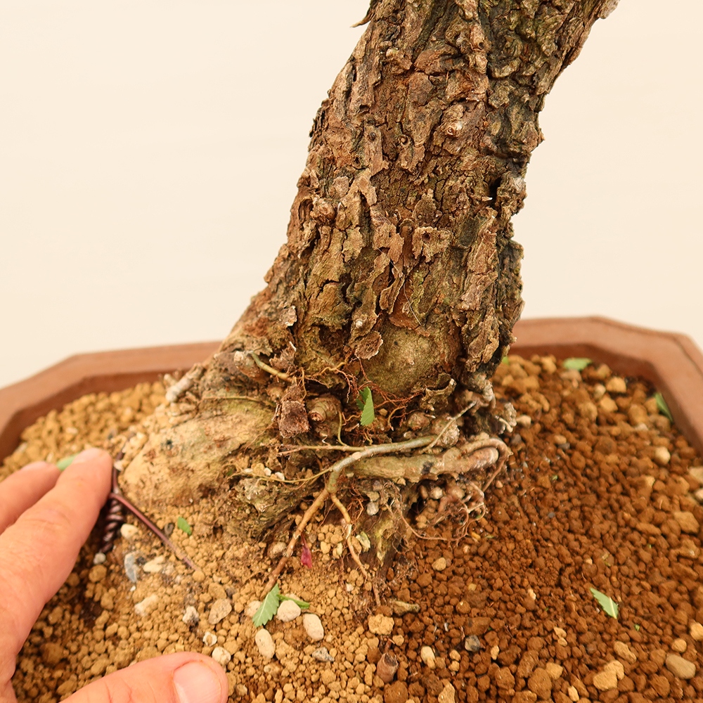 Bonsai da esterno - Zelkova - Zelkova NIRE