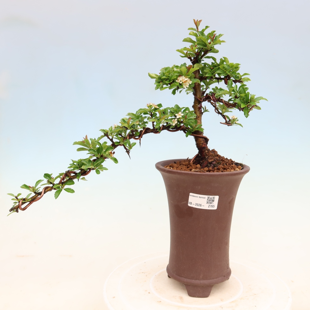 Bonsai da esterno - Pyracantha teton - Pyracantha scarlatta