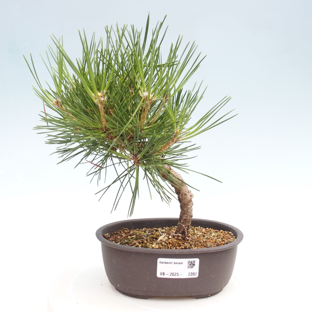 Bonsai da esterno - Pinus thunbergii - Pino di Thunberg