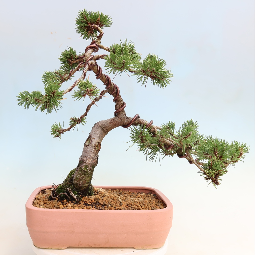 Bonsai da esterno - Pinus mugo Humpy  - Pino mugo