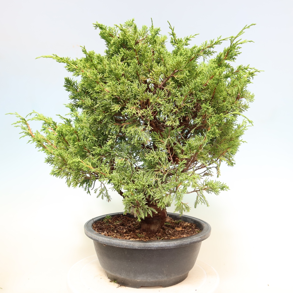 Bonsai da esterno - Juniperus chinensis Itoigawa-Juniperus chinensis