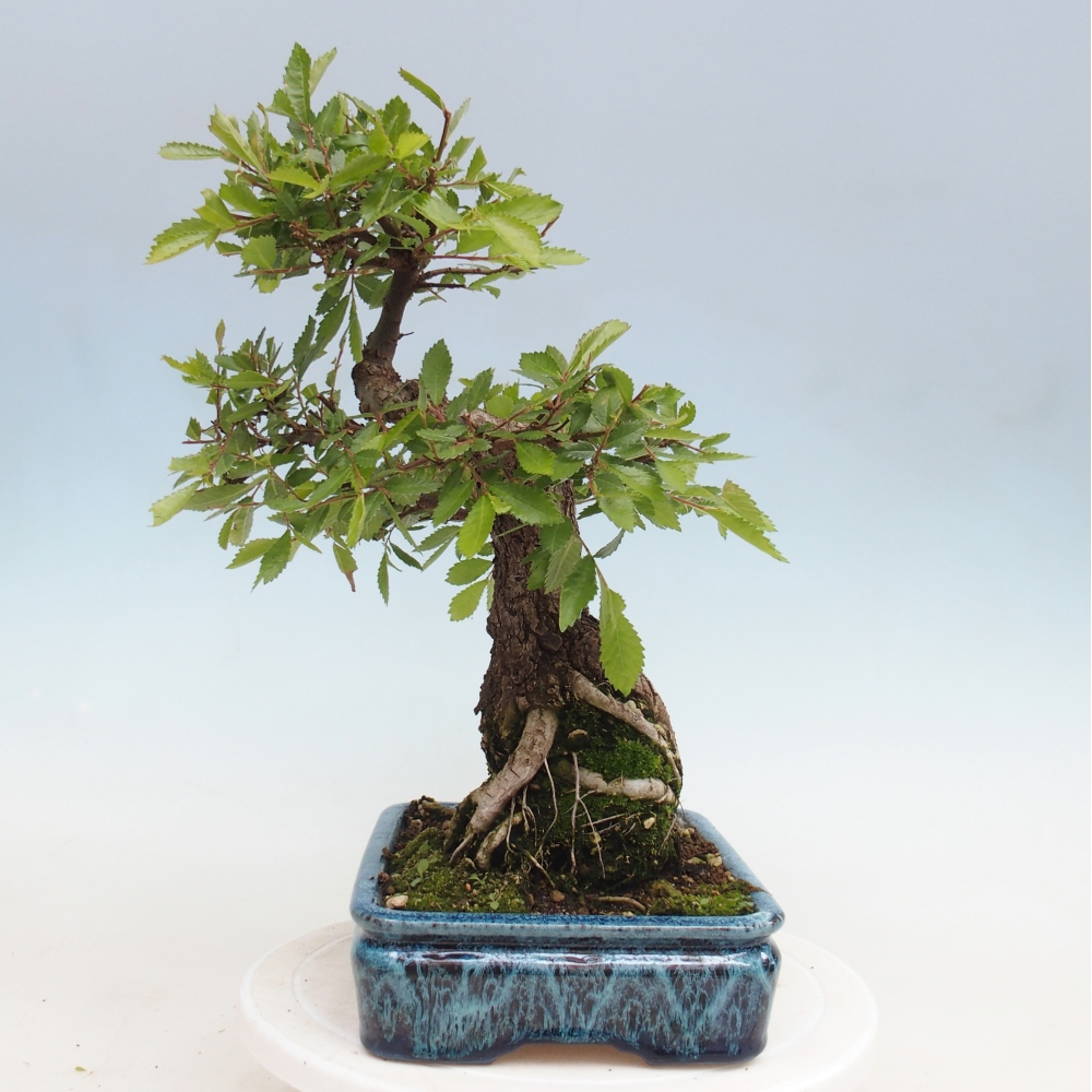 Bonsai da esterno - Zelkova - Zelkova NIRE
