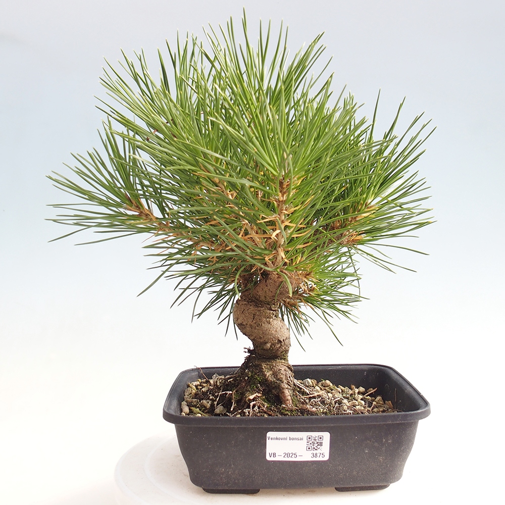 Bonsai da esterno - Pinus thunbergii - Pino di Thunberg