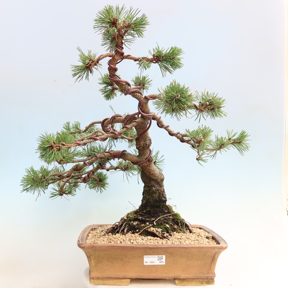 Bonsai da esterno - Pinus mugo Humpy  - Pino mugo