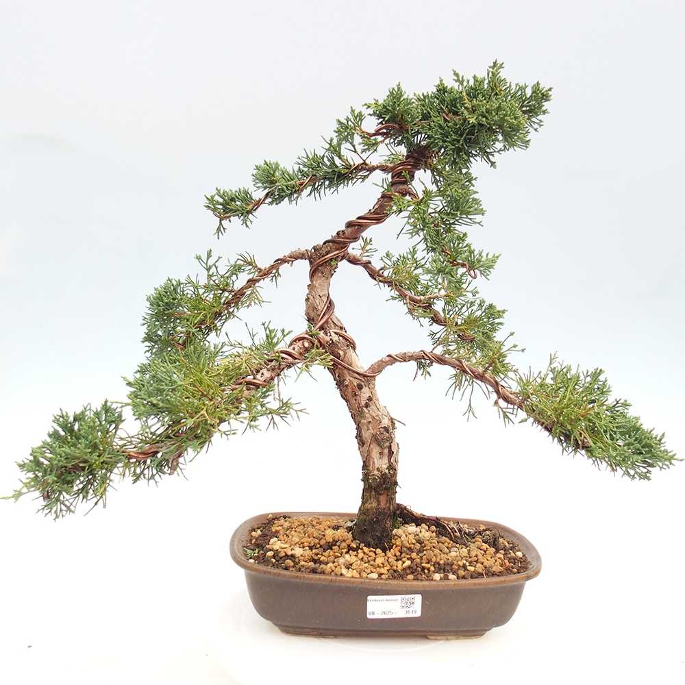 Bonsai da esterno - Juniperus chinensis Kishu