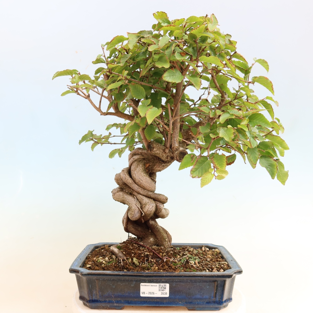 Bonsai da esterno -Carpinus CARPINOIDES - Carpino coreano
