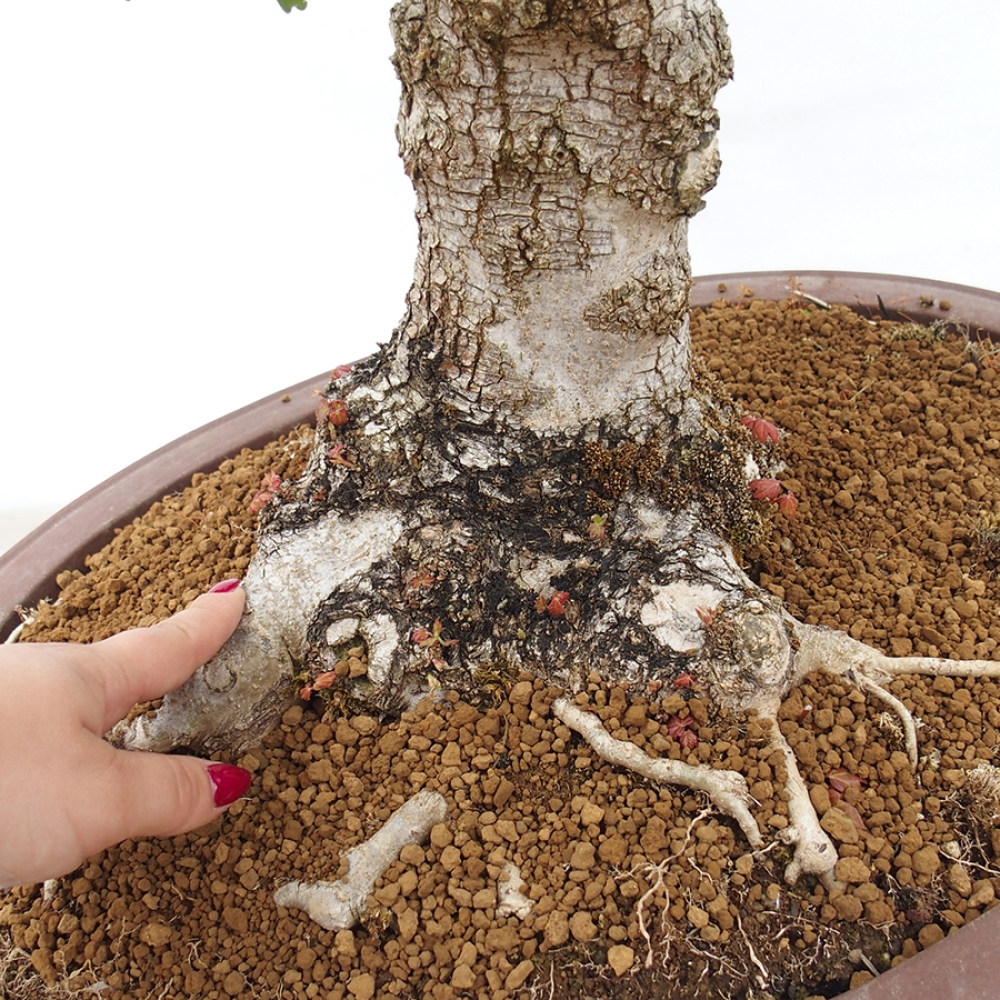 Bonsai da esterno -Javor babyka - Acer campestre