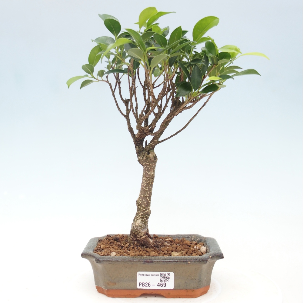 Camera bonsai - Ficus retusa - ficus a foglie piccole