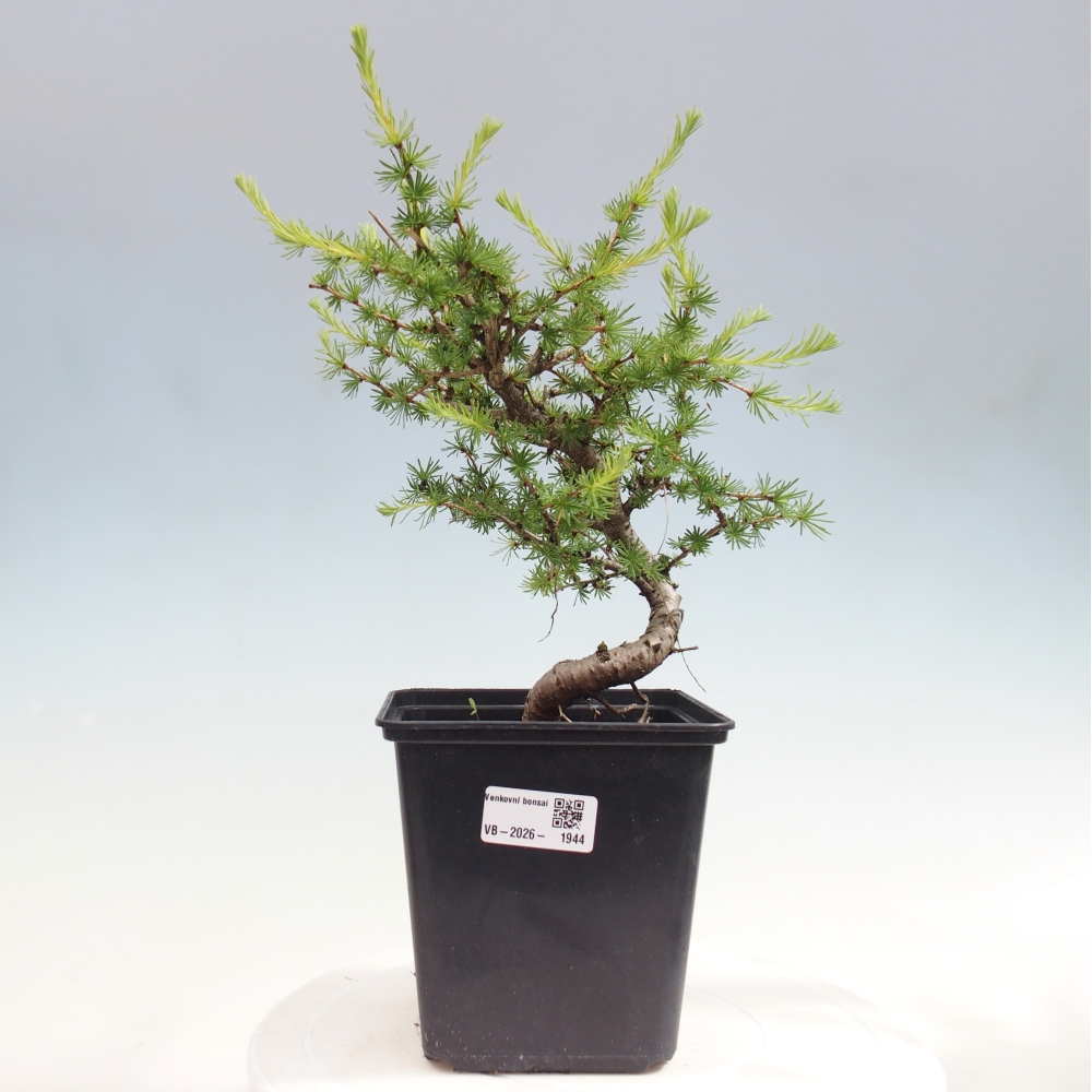 Bonsai da esterno -Larix decidua - Larice