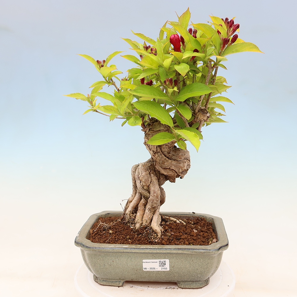 Bonsai da esterno - Weigela subsessilis - Weigela coreana