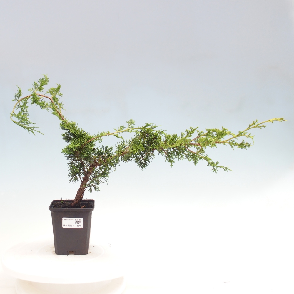 Bonsai da esterno - Juniperus chinensis Itoigawa