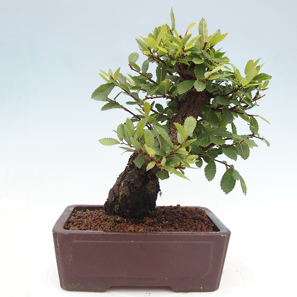 Bonsai da esterno - Zelkova - Zelkova NIRE