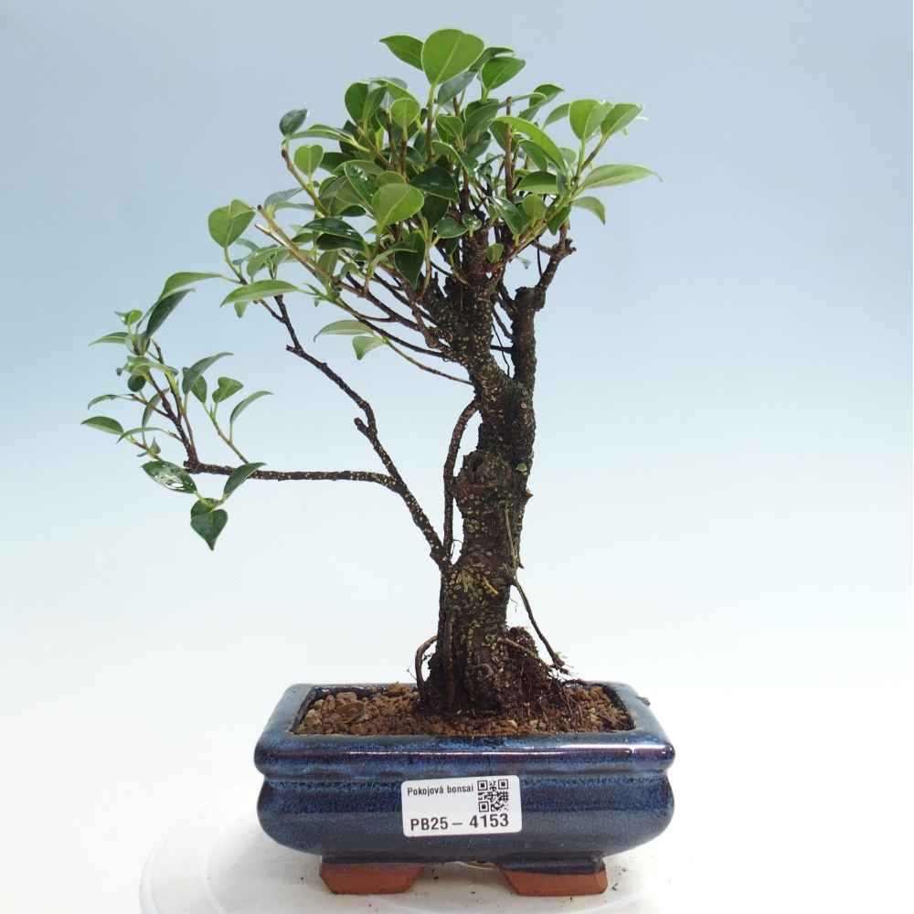 Camera bonsai - Ficus retusa - ficus a foglie piccole