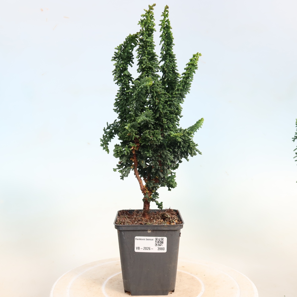 Bonsai da esterno - Cham. obtusa SEKKA HINOKI - Cipresso