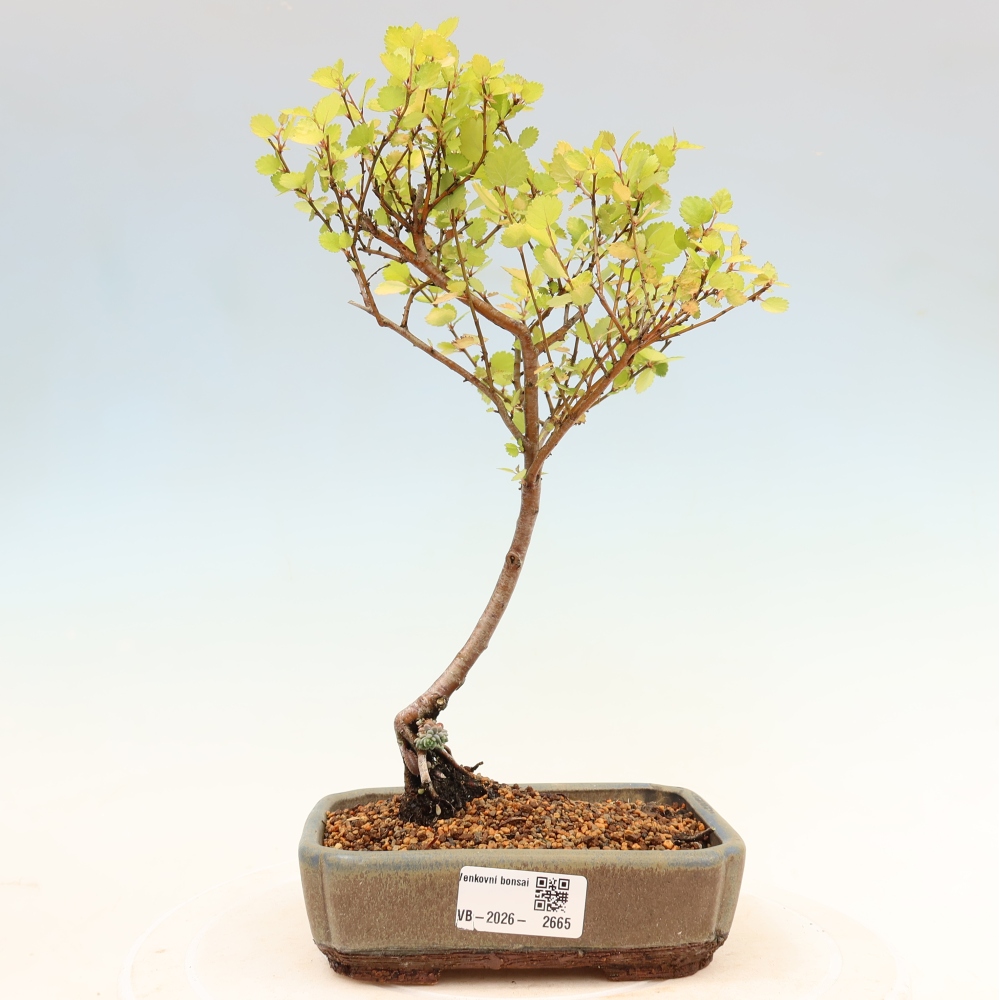 Bonsai da esterno - betulla nana - Betula NANA Golden Treasure