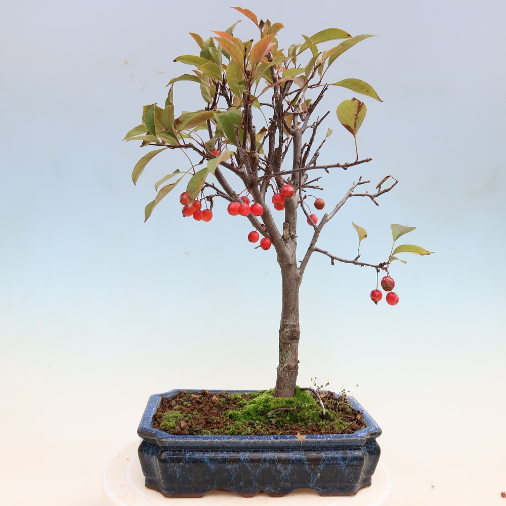 Bonsai da esterno -Malus domestica - Melo a piccoli frutti a foglie rosse