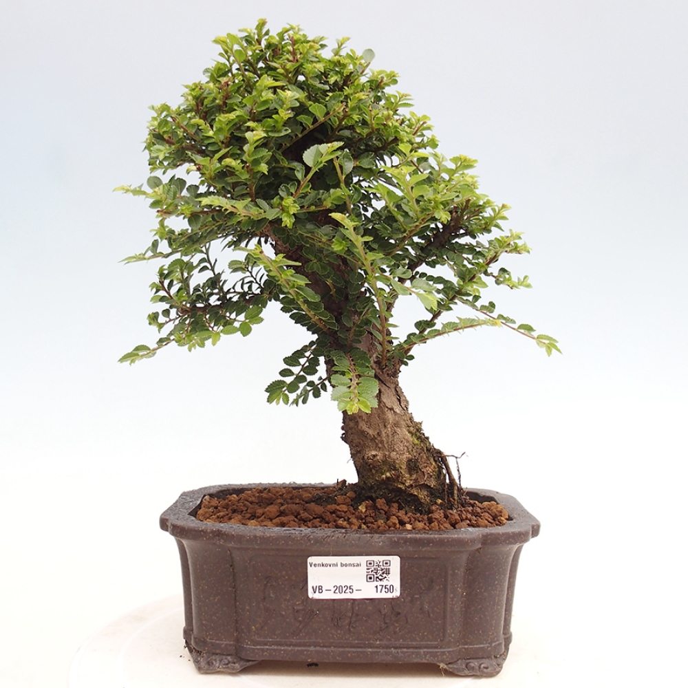 Bonsai da esterno - Ulmus parvifolia Hokkaido - Olmo cinese