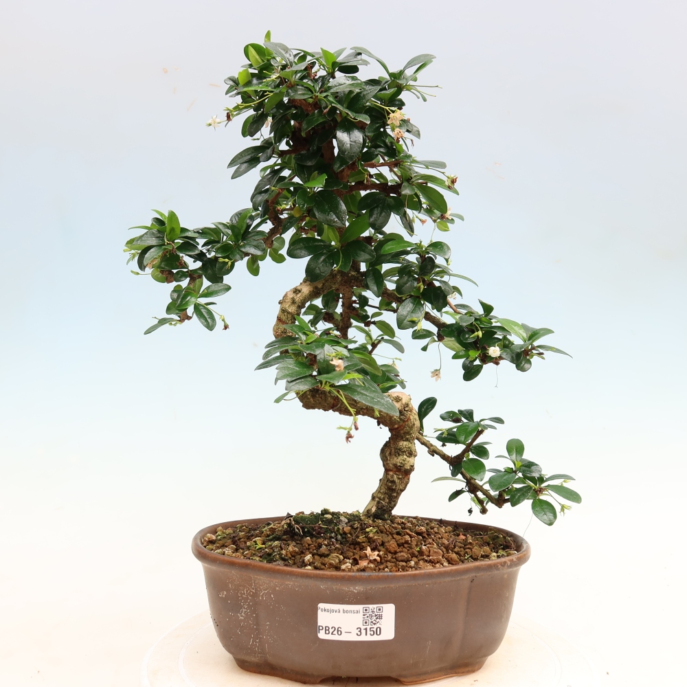 Camera bonsai - Carmona macrophylla - Tea fuki