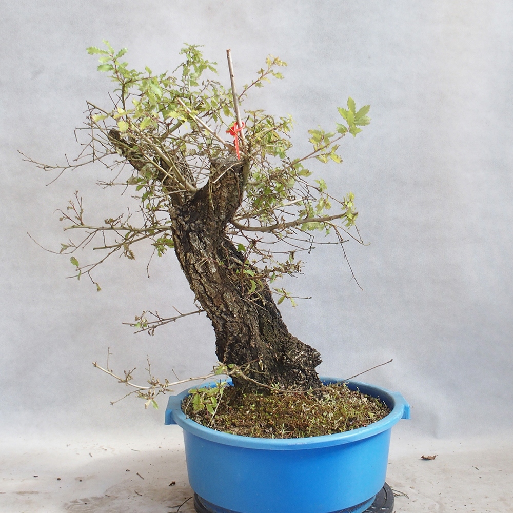 Bonsai da esterno Quercus Cerris - Quercia Cer
