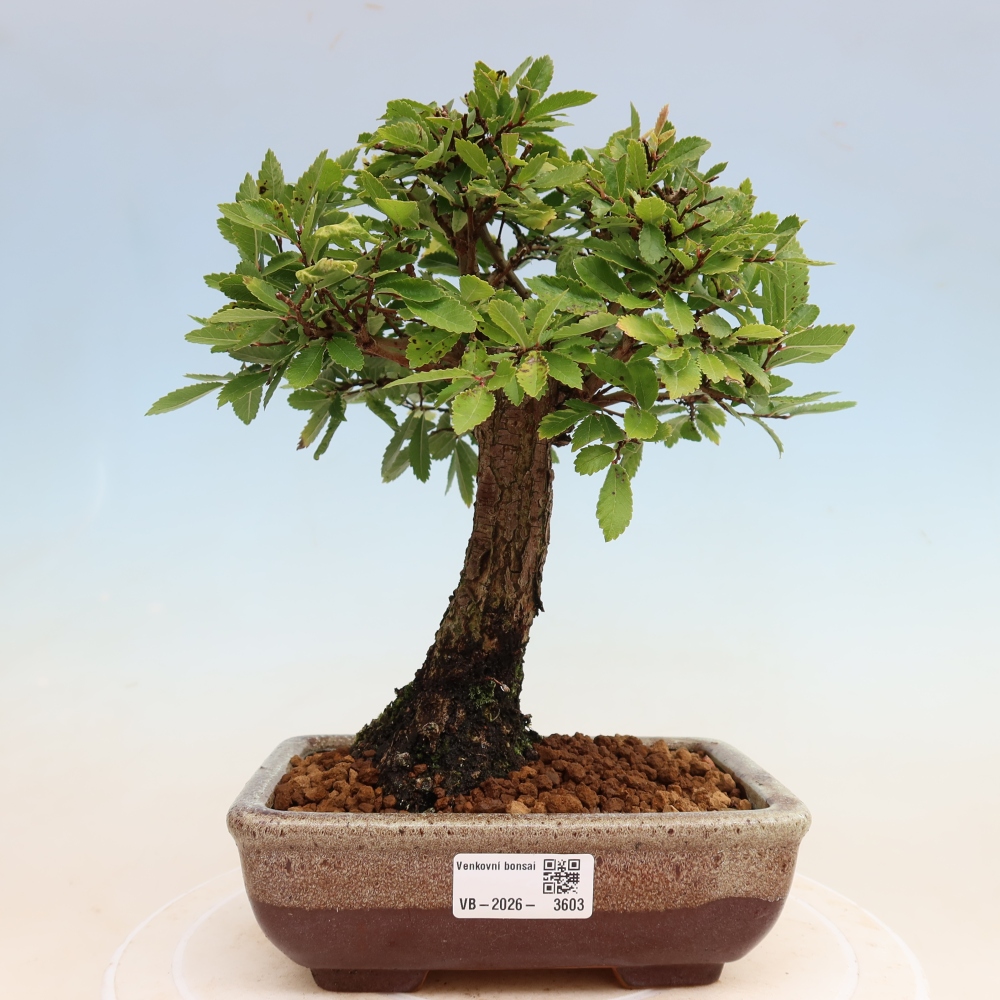 Bonsai da esterno - Zelkova - Zelkova NIRE