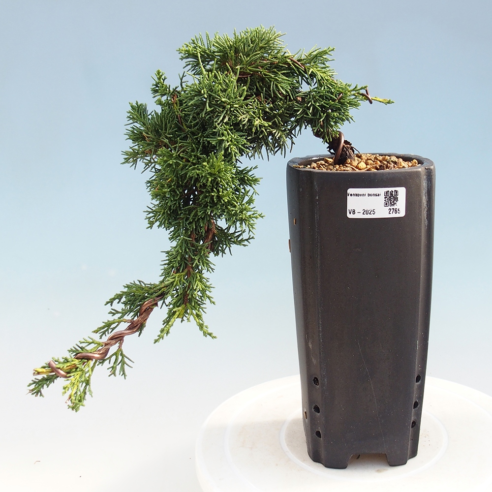 Bonsai da esterno - Juniperus chinensis Kishu