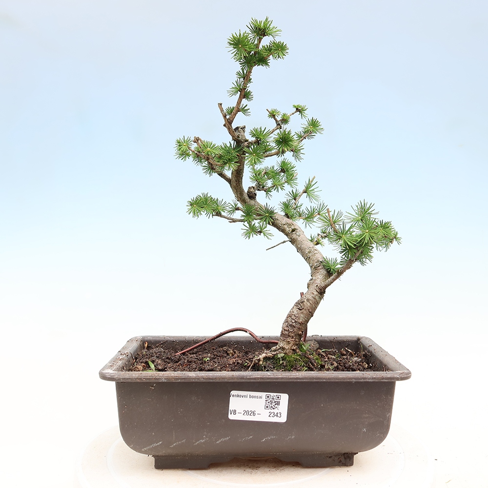 Bonsai da esterno -Larix decidua - Larice