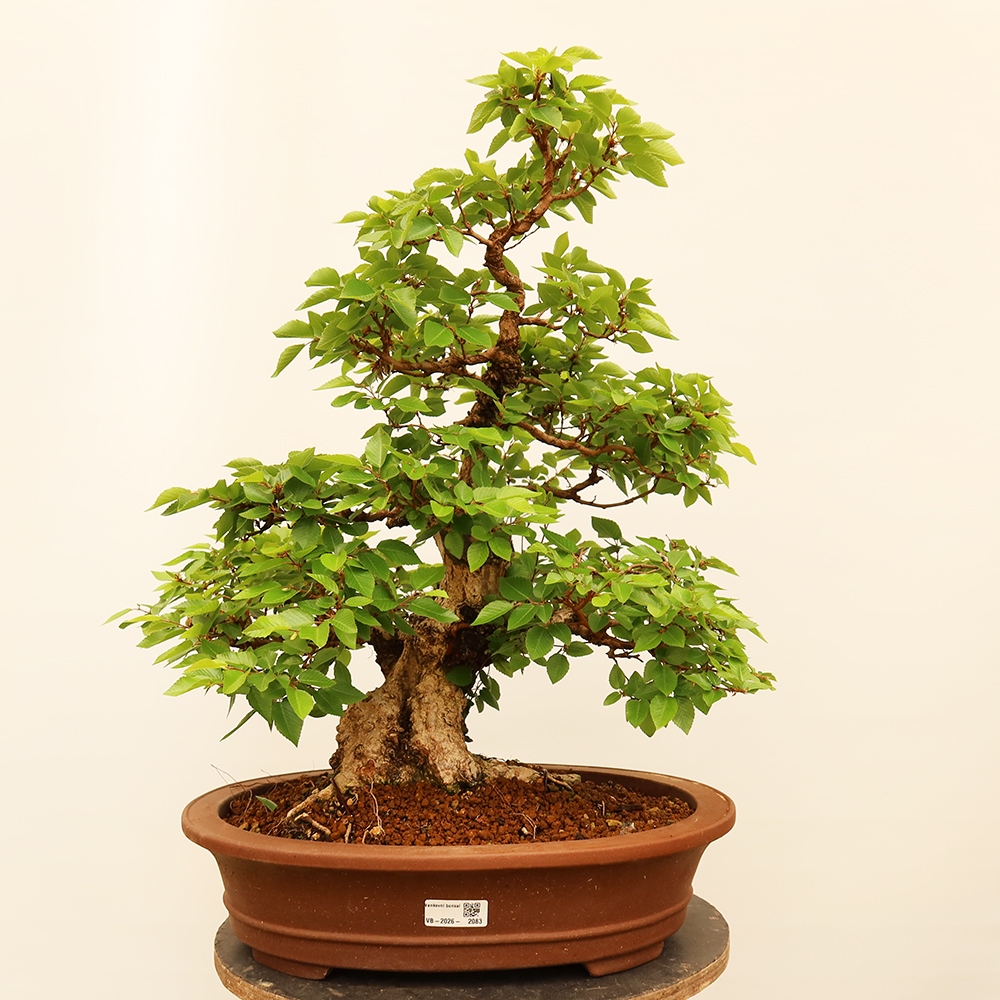 Bonsai da esterno -Carpinus Coreana - Carpino coreano