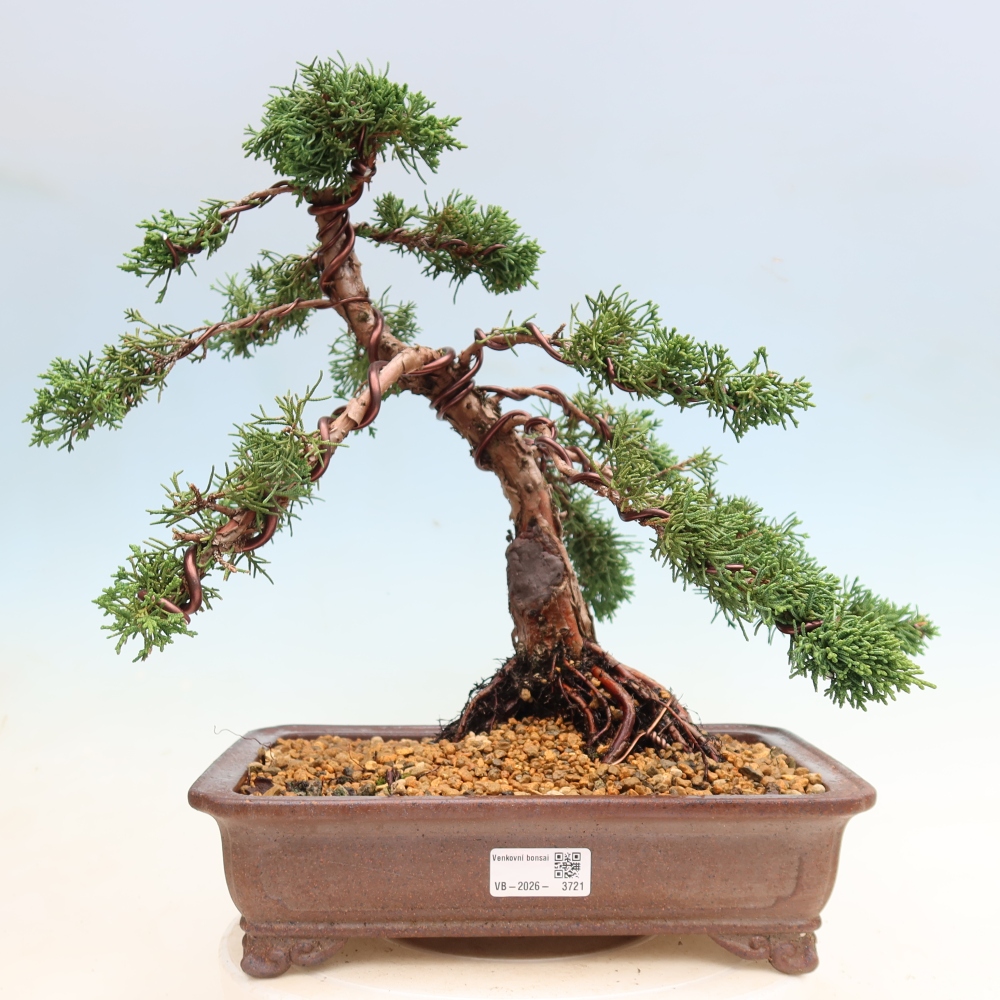 Bonsai da esterno - Juniperus chinensis Kishu
