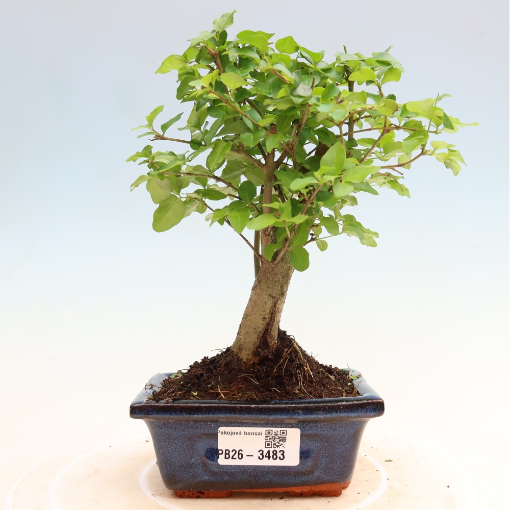 Camera bonsai -Ligustrum chinensis - Becco d'uccello