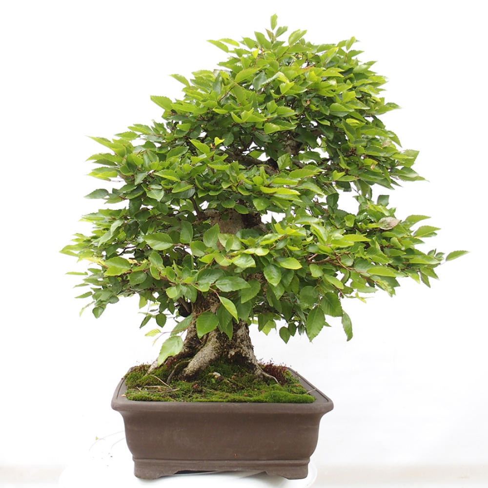 Bonsai da esterno -Carpinus CARPINOIDES - Carpino coreano